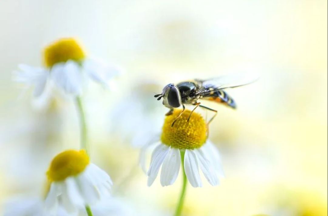 Fakta Bunga Daisy Lainnya