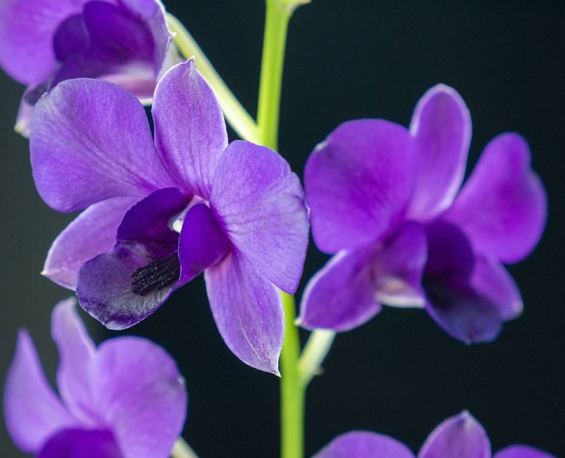 Dendrobium Orchid