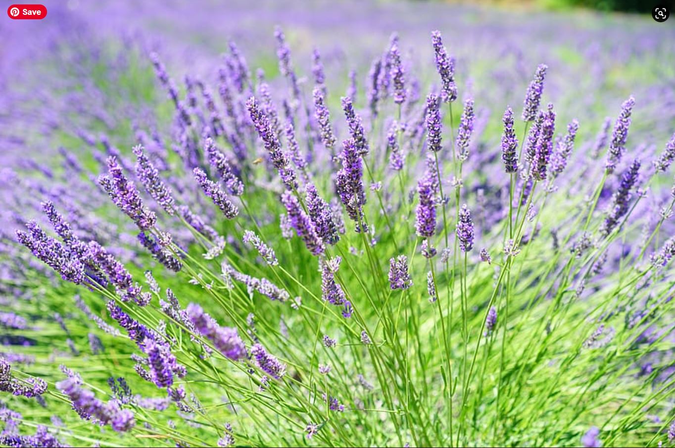 Cara Menumbuhkan Lavender