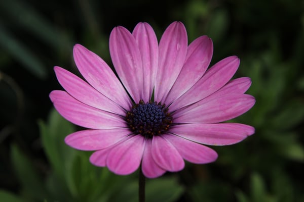 Warna Bunga Daisy
