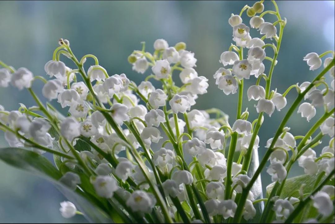 Jenis Bunga Lily of The Valley