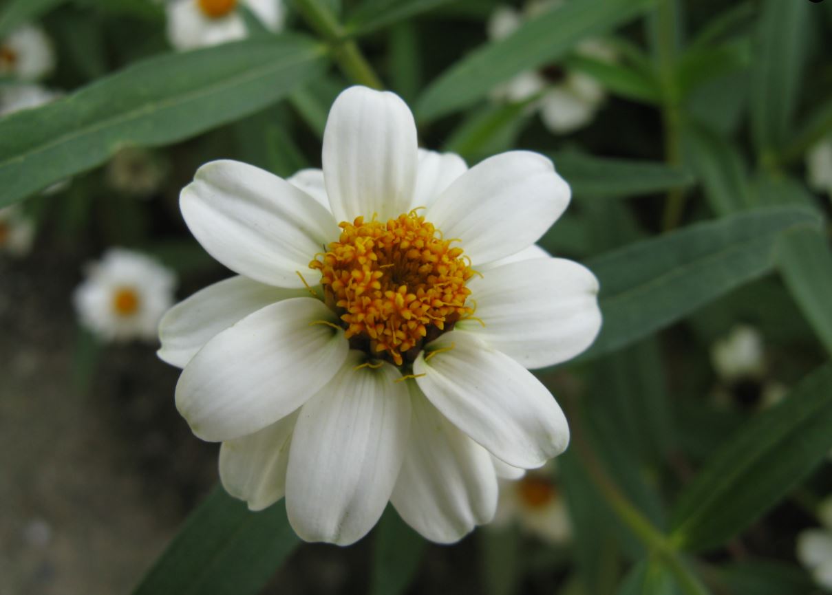 Zinnia Angustifolia