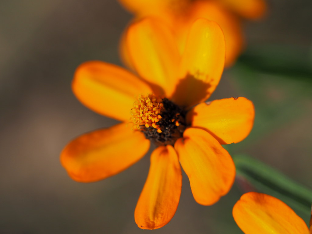 Zinnia Linearis