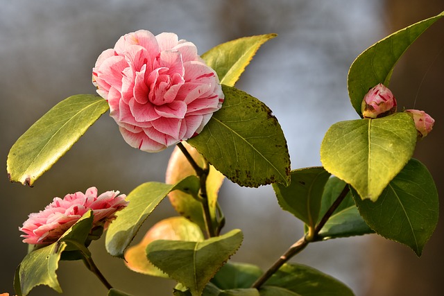 Mengenal Bunga Azalea