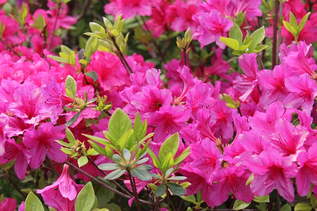 Tanaman Azalea
