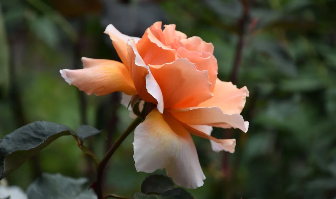 Bunga Mawar Peach