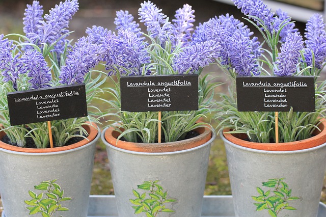 Media Tanam Lavender