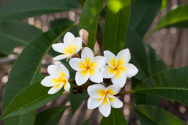 Plumeria Kamboja