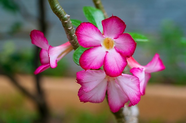 Adenium Obesum Jenis Bunga Kamboja