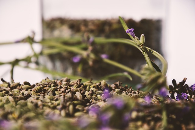 Bibit Lavender