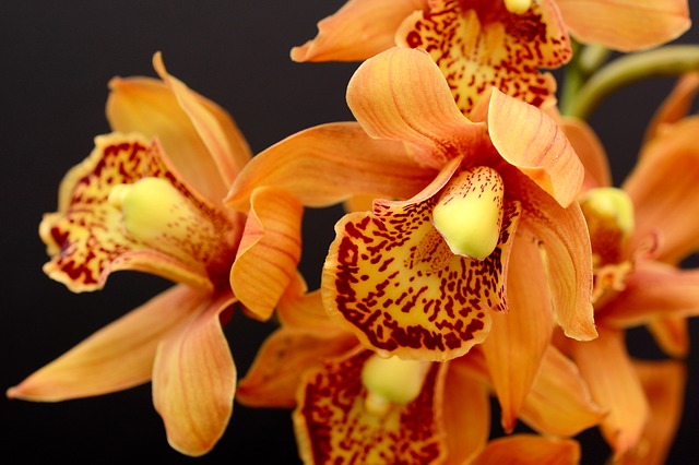 Warna Bunga Orchid