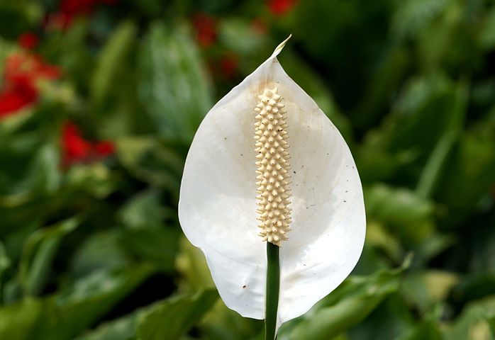 Manfaat Bunga Peace Lily