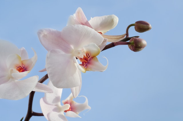 Jenis Bunga Orchid di Indonesia
