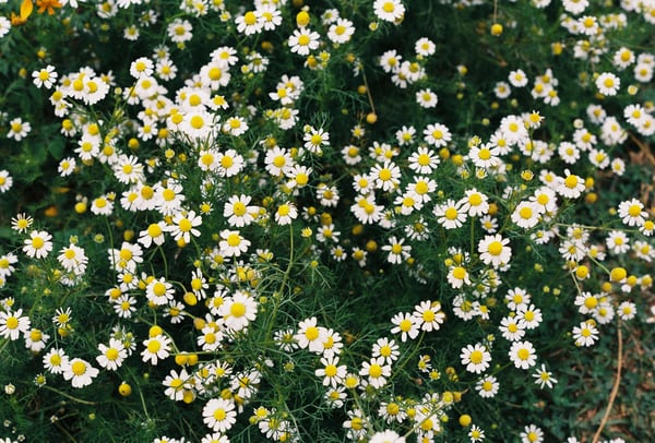 Fakta Bunga Daisy