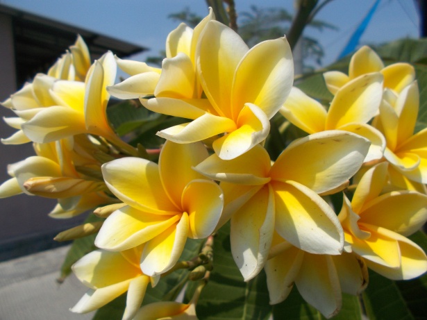 Plumeria Salah Satu Jenis Bunga Kamboja