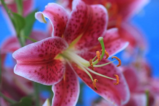 Jenis-Stargazer-lily