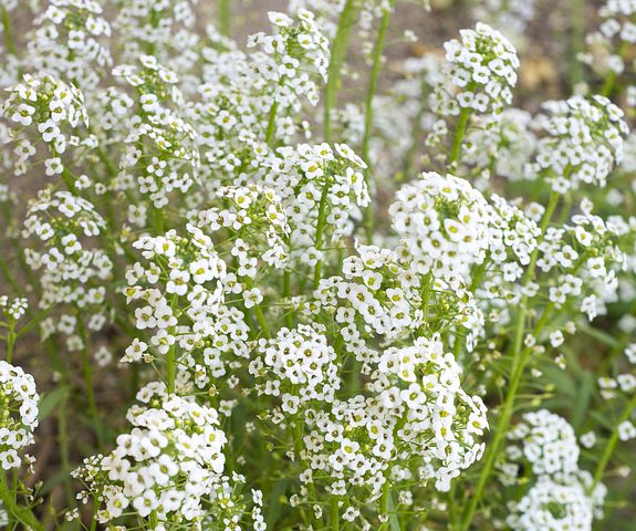 Bentuk Pohon Baby Breath
