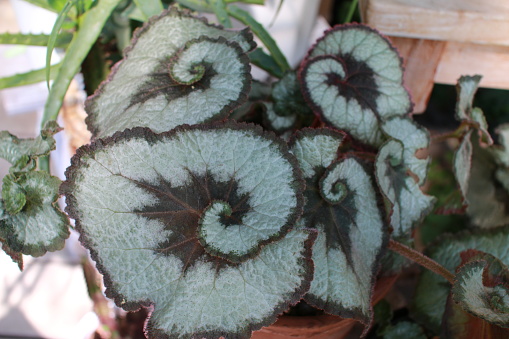 Bunga Begonia Keong