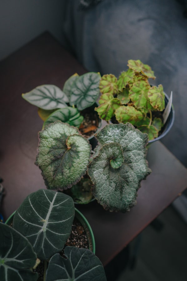 Cara Merawat Bunga Begonia Keong