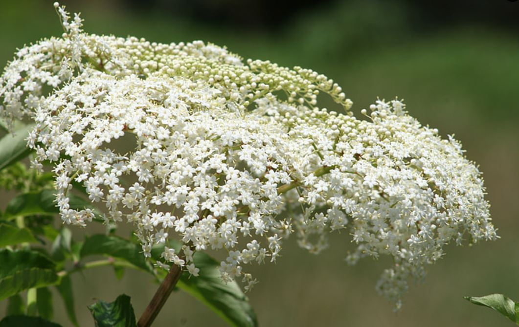 Jenis Baby Breath