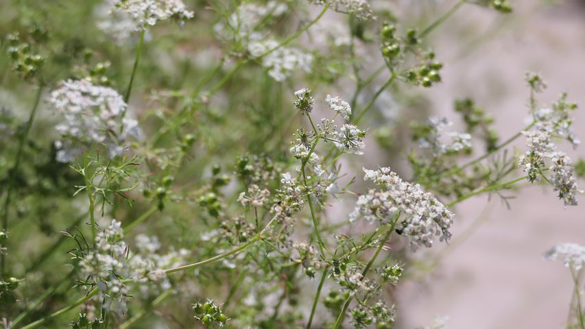 Mengapa Bunga Baby Breath Mahal