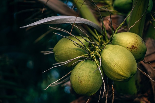 Keuntungan Pohon Kelapa Lainnya