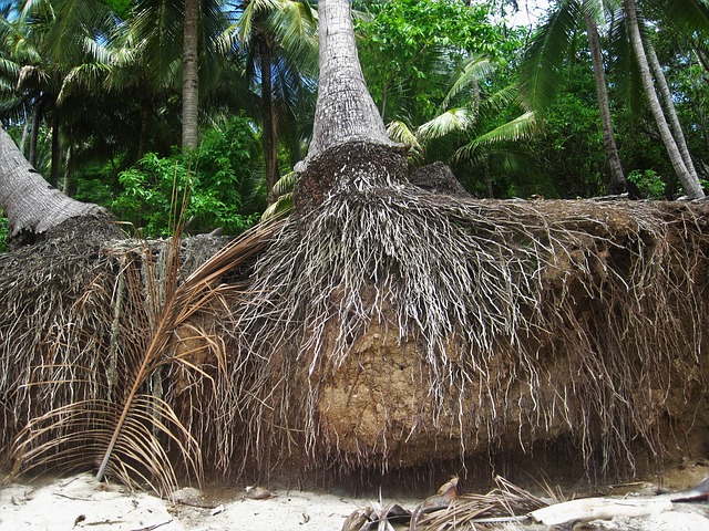Manfaat Akar Pohon Kelapa