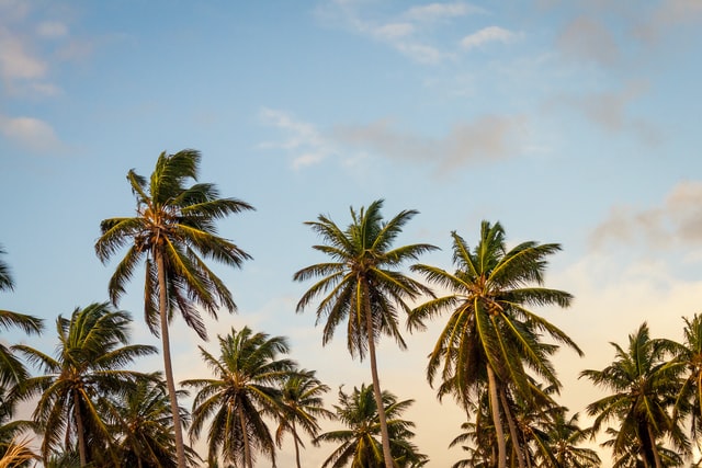 Manfaat Pohon Kelapa