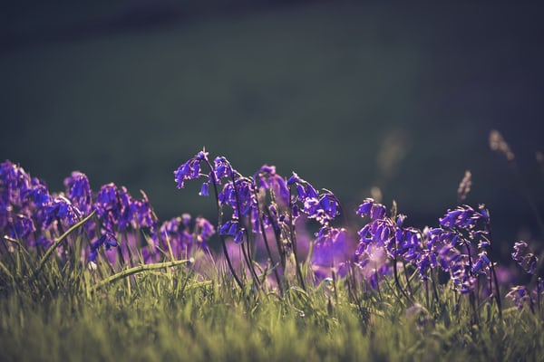 Tempat Bluebells Tumbuh