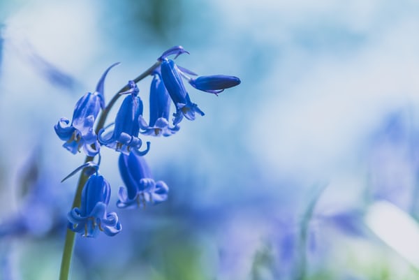 Arti Bunga Bluebells
