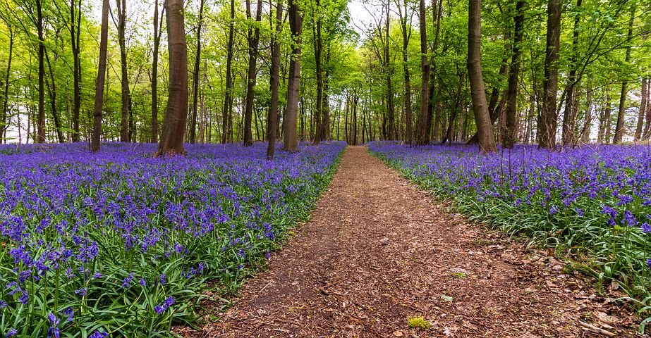 Habitat Bluebells