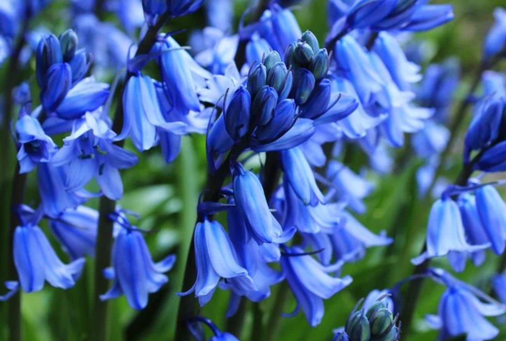 Bunga Bluebell