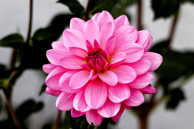 Ciri Bunga Dahlia