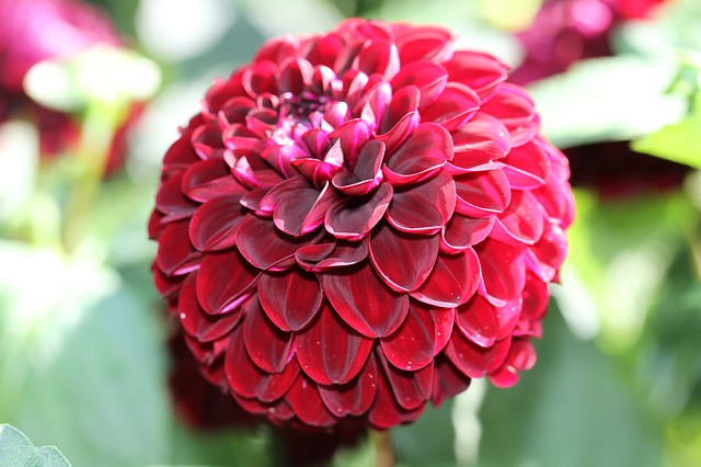 Bunga Dahlia