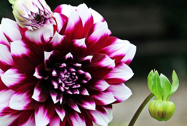 Jenis Bunga Dahlia