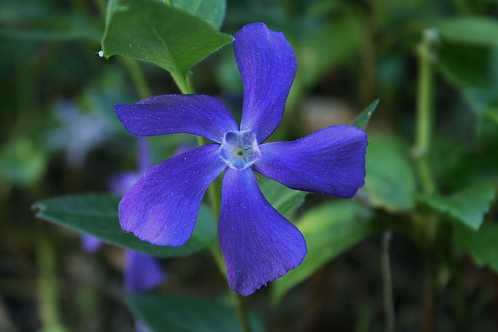 Arti Bunga Vinca