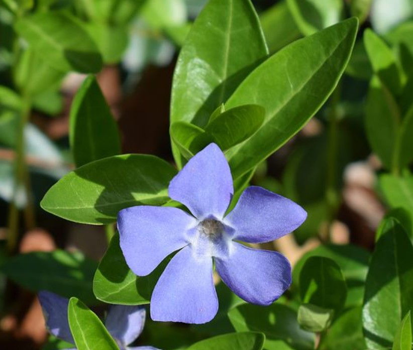 Bunga Vinca Major