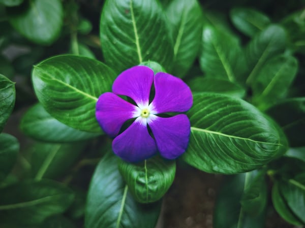 Bunga Vinca Minor