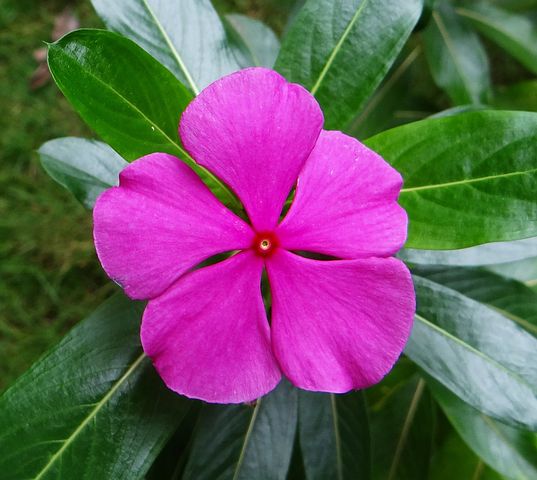 Bunga Vinca