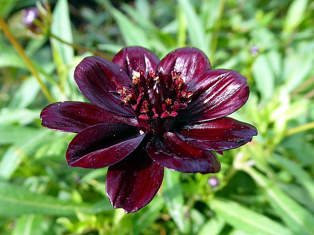 Bunga Langka Chocolate Cosmos