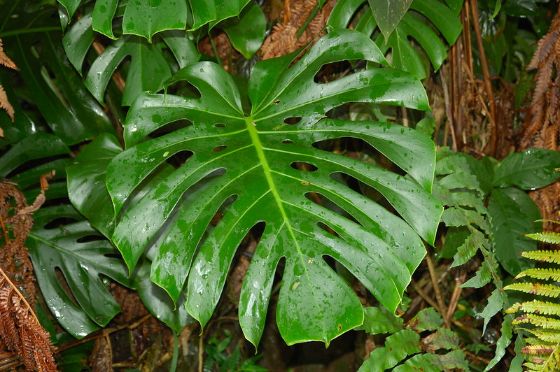 Cara Merawat Monstera