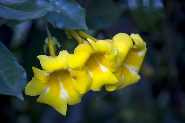Jenis Alamanda Kuning
