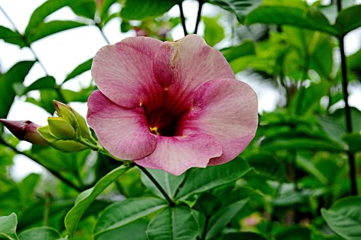 Jenis Alamanda Ungu
