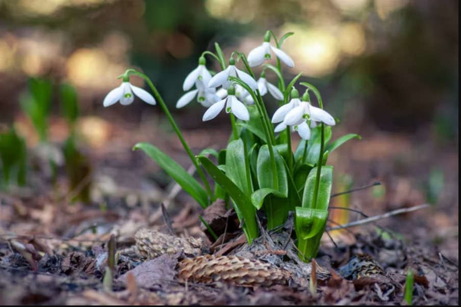 Bunga Snowdrop