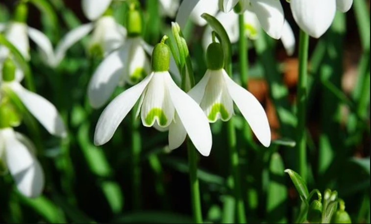 Manfaat Bunga Snowdrop