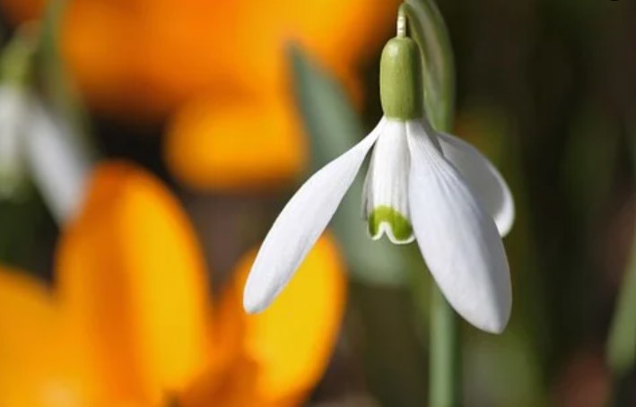 Makna Bunga Snowdrop