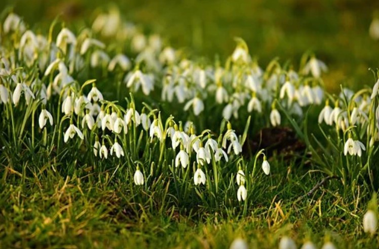 Snowdrop Tumbuh dan Berkembang