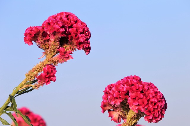 Manfaat Bunga Celosia