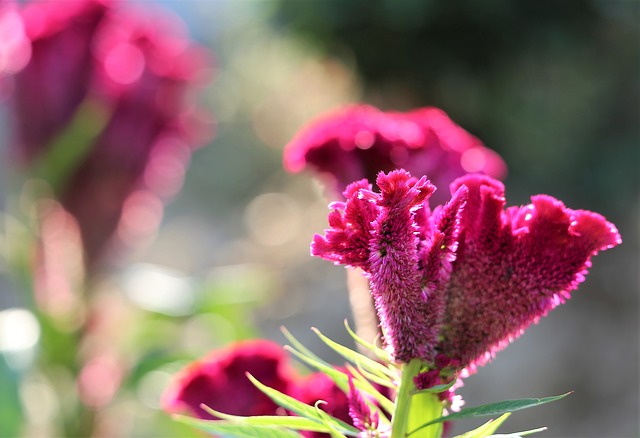 Bunga Celosia
