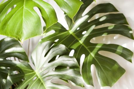Jenis Tanaman Monstera